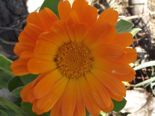 Fotografia de joseasddiaz - Galeria Fotografica: naturaleza  - Foto: 