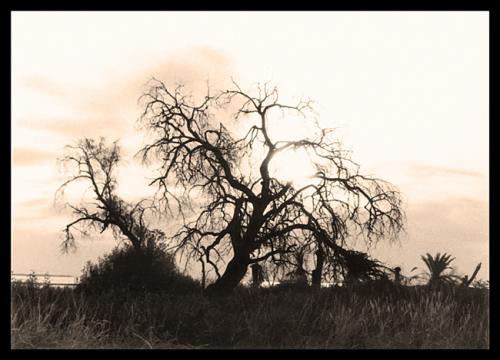Fotografia de Leo Iba Fotografo - Galeria Fotografica: Leo Iba Fotografo - Foto: Arbol