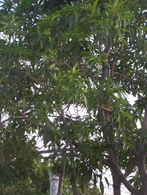 Fotografia de HdPixel - Galeria Fotografica: MacrOcio - Foto: 