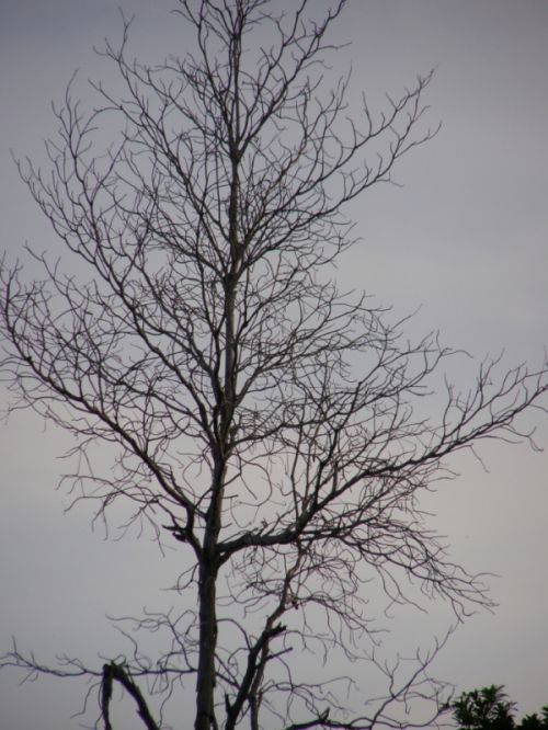 Fotografia de HdPixel - Galeria Fotografica: MacrOcio - Foto: 