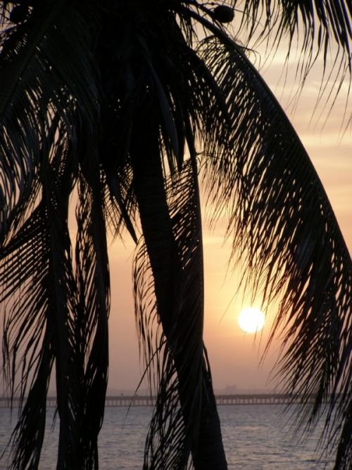 Fotografia de HdPixel - Galeria Fotografica: MacrOcio - Foto: 