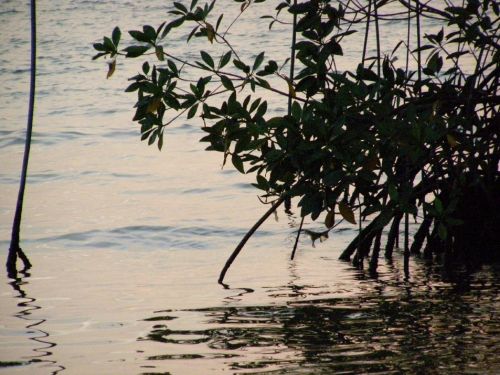 Fotografia de HdPixel - Galeria Fotografica: MacrOcio - Foto: 