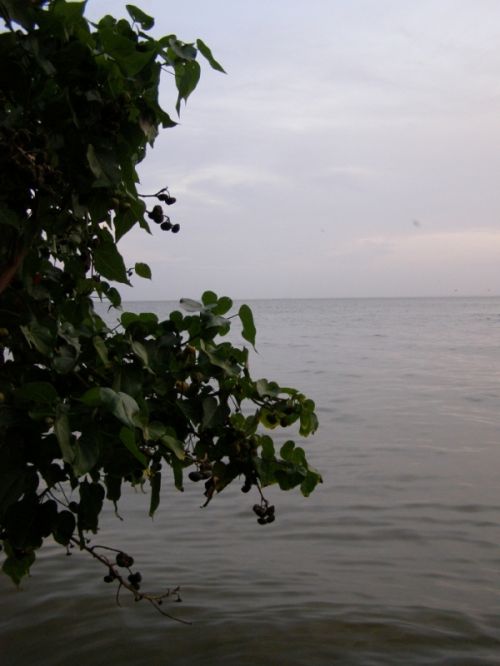 Fotografia de HdPixel - Galeria Fotografica: MacrOcio - Foto: 