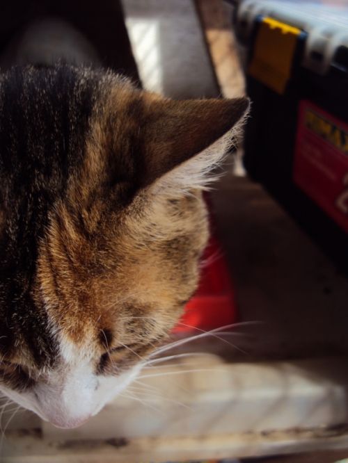 Fotografia de P.a.o - Galeria Fotografica: AniMalS - Foto: Cabeza