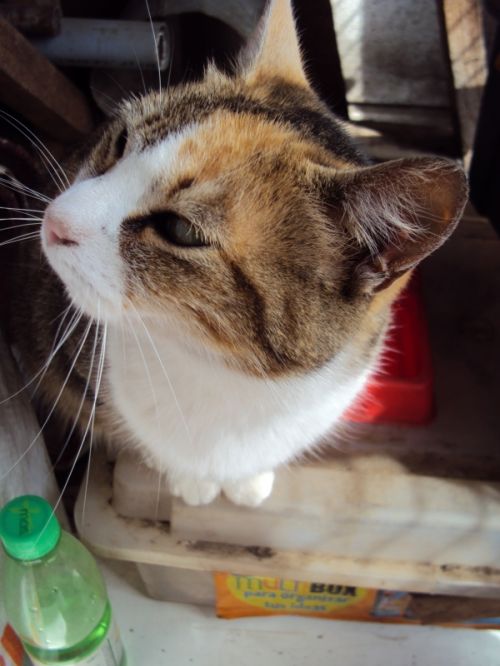 Fotografia de P.a.o - Galeria Fotografica: AniMalS - Foto: No Foto