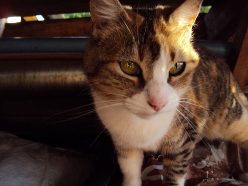 Fotografia de P.a.o - Galeria Fotografica: AniMalS - Foto: ;)