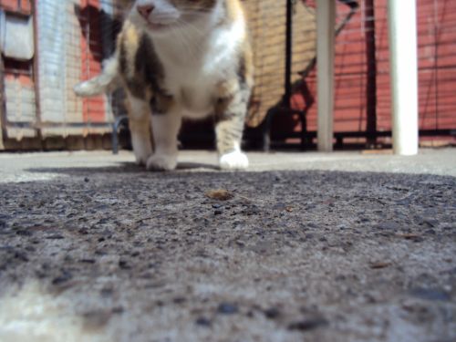 Fotografia de P.a.o - Galeria Fotografica: AniMalS - Foto: Patitas