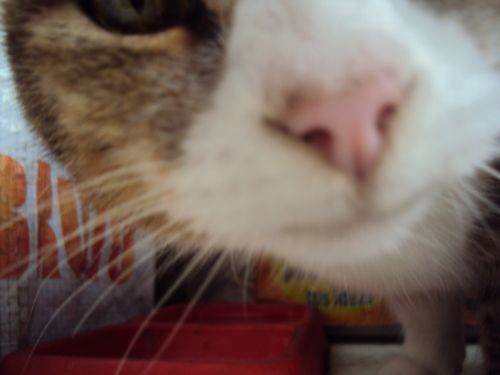 Fotografia de P.a.o - Galeria Fotografica: AniMalS - Foto: :3