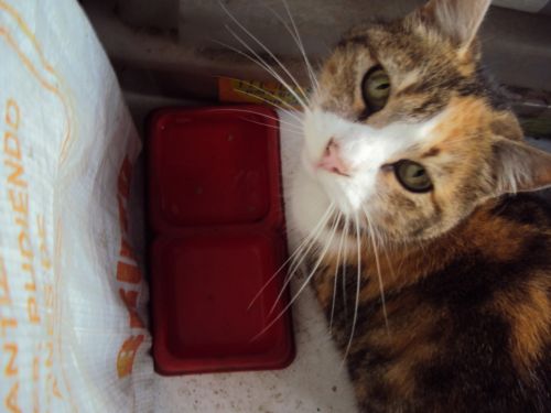 Fotografia de P.a.o - Galeria Fotografica: AniMalS - Foto: Bigotes