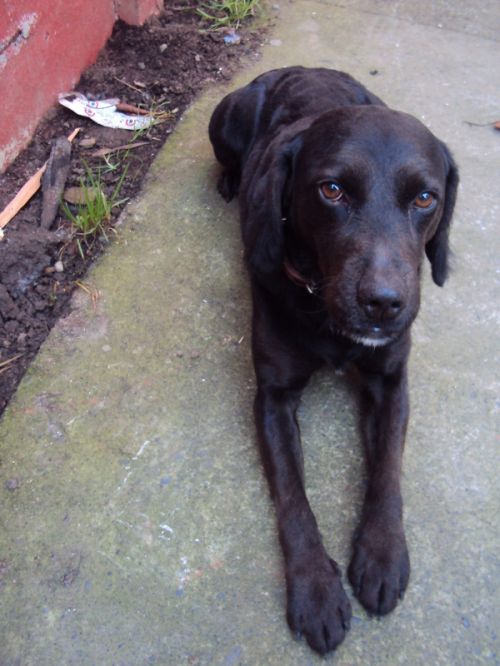 Fotografia de P.a.o - Galeria Fotografica: AniMalS - Foto: Foto!