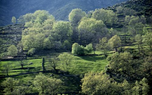 Fotografia de Imagen Dirk Borms - Galeria Fotografica: La Vera resiste - Foto: Unsolo color, cien olores, mil sensaciones
