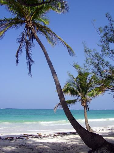 Fotografia de IRQ - Galeria Fotografica: Viva Mxico! - Foto: El cocotero del folleto