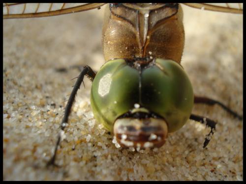 Fotografia de kontxa - Galeria Fotografica: Matalascaas 2007 - Foto: Microcosmos
