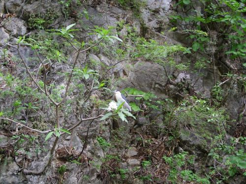 Fotografia de luna - Galeria Fotografica: mmm - Foto: ave nocturna