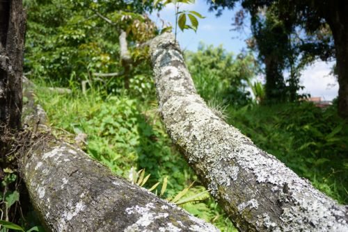 Fotografia de Jhon Florez - Galeria Fotografica: Test Lumix - Foto: Naturaleza