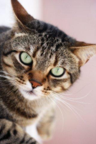 Fotografia de Jota M - Galeria Fotografica: Expresiones animales - Foto: Ni me mires