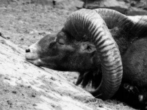 Fotografia de Jota M - Galeria Fotografica: Expresiones animales - Foto: Sueos