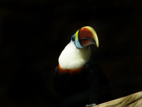 Fotografia de Jota M - Galeria Fotografica: Expresiones animales - Foto: Te atreves?