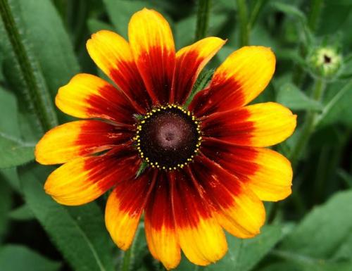 Fotografia de zecoutinho - Galeria Fotografica: mis primeras digitales. - Foto: sol de cores