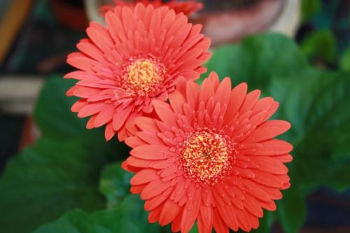 Fotografia de DANI - Galeria Fotografica: bubi�n - Foto: flor