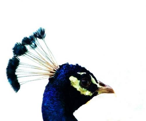 Fotografia de zecoutinho - Galeria Fotografica: mis primeras digitales. - Foto: pavao.