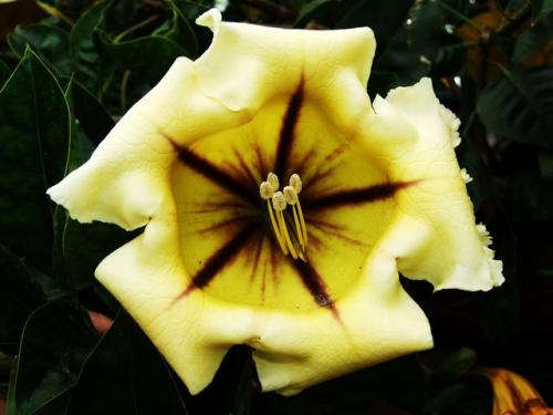 Fotografia de zecoutinho - Galeria Fotografica: mis primeras digitales. - Foto: polen