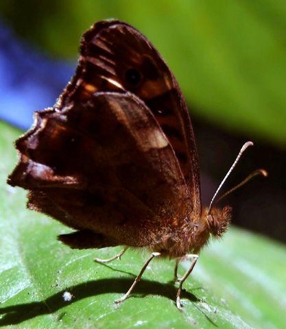 Fotografia de zecoutinho - Galeria Fotografica: mis primeras digitales. - Foto: borboleta