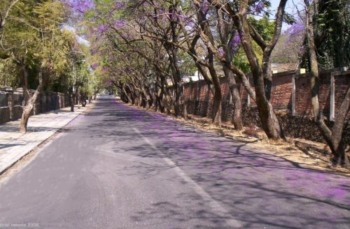 Fotografia de Jey Tenorio - Galeria Fotografica: morelos en lo cotidiano - Foto: calle cerritos