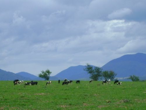 Fotografia de Jey Tenorio - Galeria Fotografica: morelos en lo cotidiano - Foto: vacas pastando