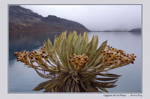 Fotografia de ANDRES DIAZ - FOTOmedia - Galeria Fotografica: Sierra Nevada El Cocuy - Foto: Laguna La Plaza