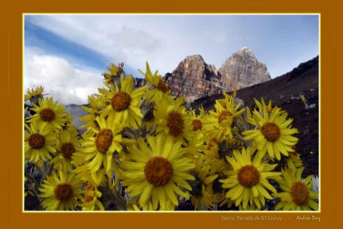 Fotografia de ANDRES DIAZ - FOTOmedia - Galeria Fotografica: Sierra Nevada El Cocuy - Foto: Seneceos