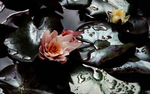 Fotografia de Miguel y sus fotografas - Galeria Fotografica: Fotografa Total - Foto: Flor de Loto