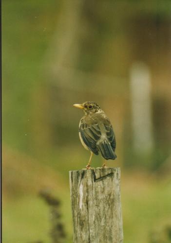Fotografia de Hector Yaez Linnebrink - Galeria Fotografica: fotos varias - Foto: zorzal