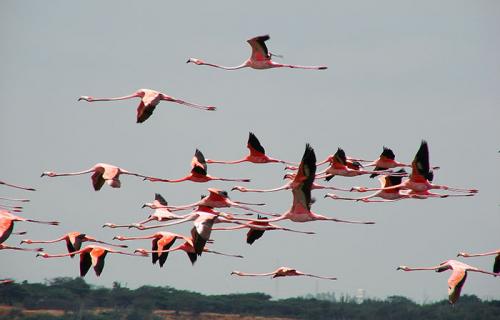 Fotografia de no - Galeria Fotografica: Naturaleza - Foto: Flamencos  al vuelo