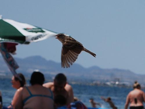 Fotografia de Alber - Galeria Fotografica: varias - Foto: 