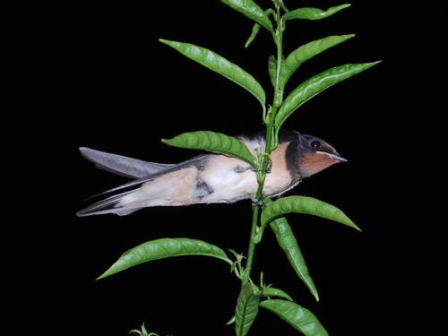 Fotografia de Alber - Galeria Fotografica: varias - Foto: 