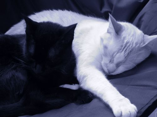 Fotografia de cr.none - Galeria Fotografica: mis gatos - Foto: 