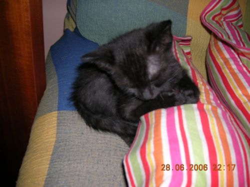 Fotografia de cr.none - Galeria Fotografica: mis gatos - Foto: 