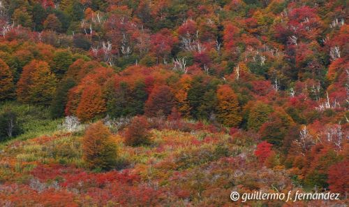 Fotografia de Guillermo F. Fernndez - Galeria Fotografica: Paisajes Patagnicos - Foto: 