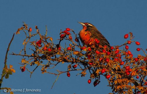 Fotografia de Guillermo F. Fernndez - Galeria Fotografica: Paisajes Patagnicos - Foto: 
