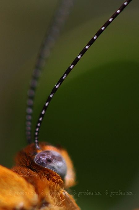 Fotografia de Benjamin Probanza - Galeria Fotografica: Insectos - Foto: ...veo, veo...