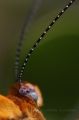 Fotos de Benjamin Probanza -  Foto: Insectos - ...veo, veo...