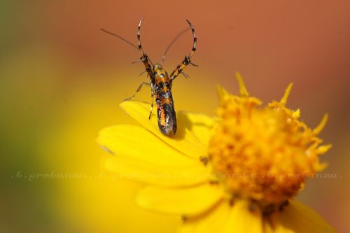 Fotografia de Benjamin Probanza - Galeria Fotografica: Insectos - Foto: ...salvaje...