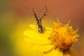 Fotos de Benjamin Probanza -  Foto: Insectos - ...salvaje...