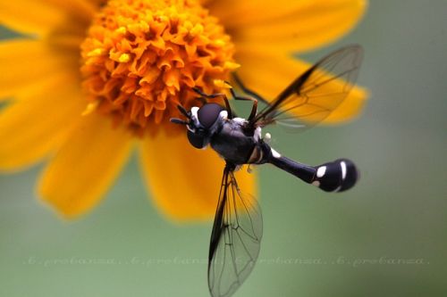 Fotografia de Benjamin Probanza - Galeria Fotografica: Insectos - Foto: ...la negra...