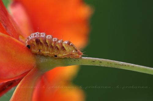 Fotografia de Benjamin Probanza - Galeria Fotografica: Insectos - Foto: ...gusano...