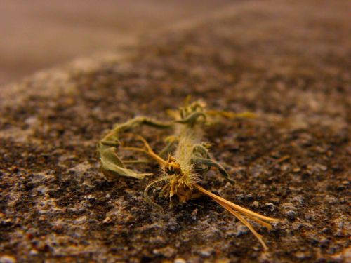 Fotografia de Rau Arias - Galeria Fotografica: Naturaleza - Foto: 