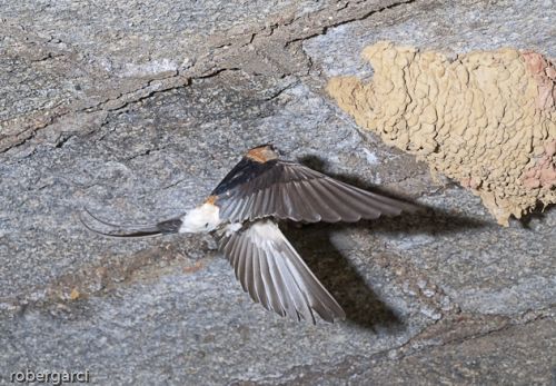 Fotografia de robergarci - Galeria Fotografica: robergarci - Foto: Llegada de Daurica