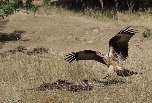 Fotografia de robergarci - Galeria Fotografica: robergarci - Foto: Milano R.a comer