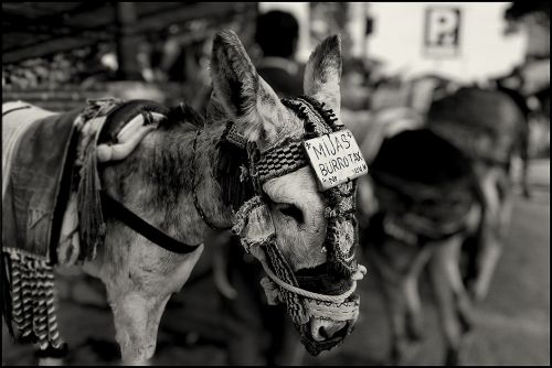 Fotografia de i2Photo - Galeria Fotografica: inazio photographies - Foto: Burro-taxi